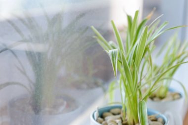 Beyaz seramik saksı ayakta örümcek bitki (Chlorophytum) 