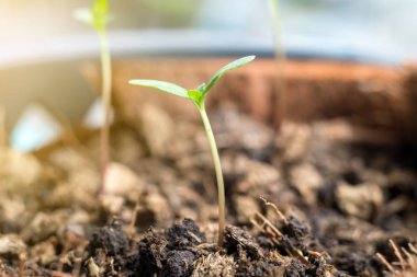 Kadife çiçeği ağaç fide plastik çiçek tencereye büyüyen