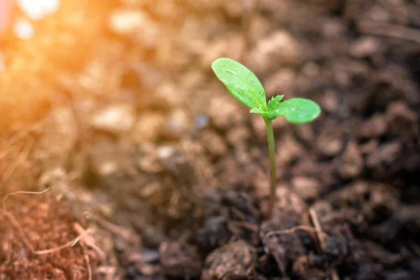 Bibit pohon marigold tumbuh dalam pot bunga plastik — Stok Foto