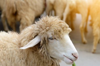 çim yeme koyun koyun çiftliğinde bırakır