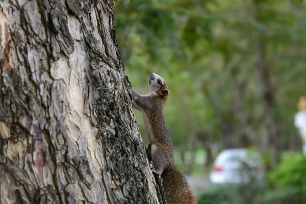 Esquilo animal brincando na árvore no parque público — Fotografia de Stock