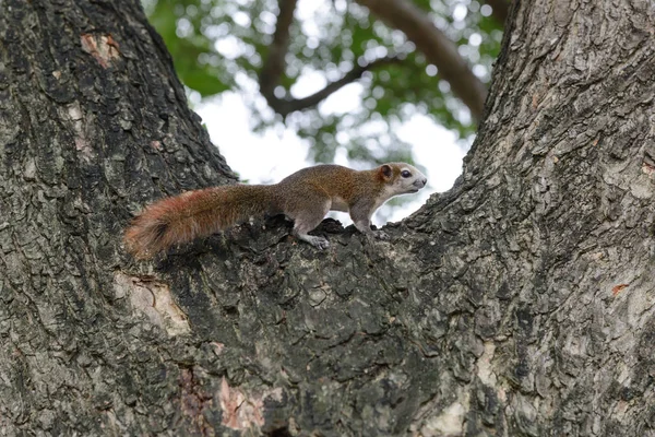 Squirrel animal playing on tree in public park — Stock Photo, Image