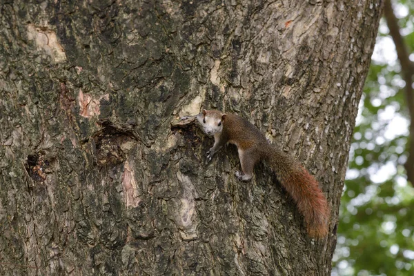 Ardilla animal jugando en el árbol en el parque público — Foto de Stock