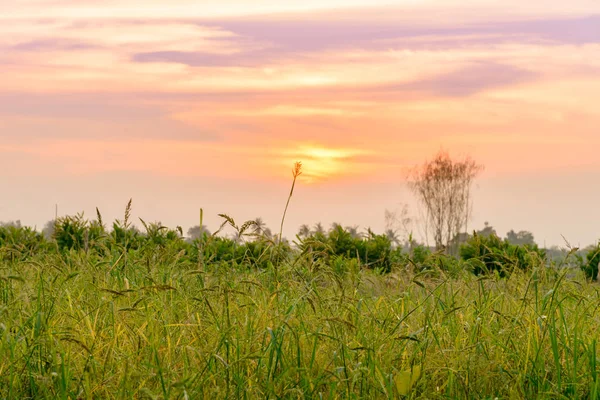 Landschaft von Feld, ländlich und idyllisch mit schönen Wolken in der Landschaft bei Sonnenuntergang — Stockfoto