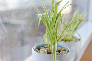 Örümcek bitki (Chlorophytum) beyaz seramik saksı ayakta pencere üzerinde-dinlenmek zaman