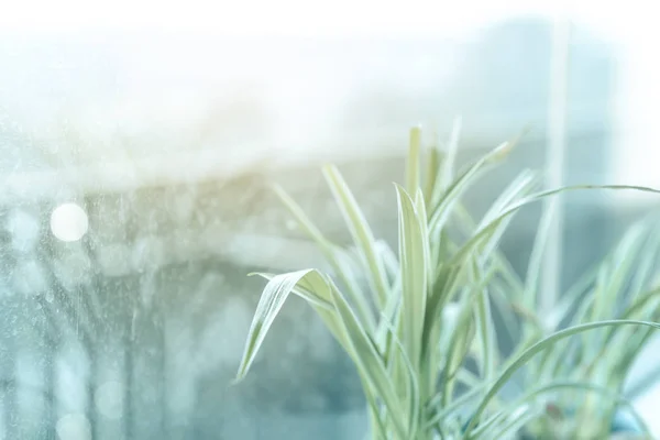 Planta de araña (Chlorophytum) en maceta de cerámica blanca de pie en el alféizar de la ventana - tiempo de relajación —  Fotos de Stock