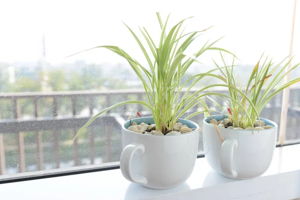 Planta de araña (Chlorophytum) en maceta de cerámica blanca de pie en el alféizar de la ventana - tiempo de relajación — Foto de Stock