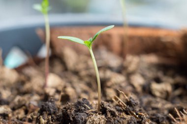 Kadife çiçeği ağaç fide plastik çiçek tencereye büyüyen