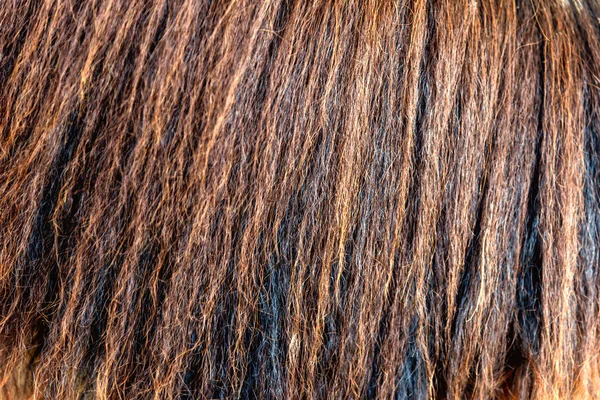 Pelo de caballo detallado o crin de caballo - textura, fondo —  Fotos de Stock