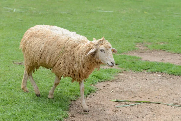 Schapen in boerderij — Stockfoto