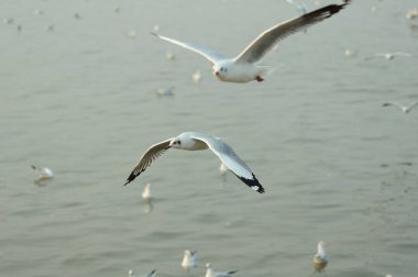 Tayland sahilinde güneşli öğleden sonra uçan birçok martılar