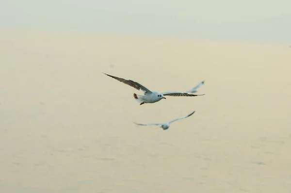 Muitas gaivotas voando na costa na Tailândia na tarde ensolarada — Fotografia de Stock