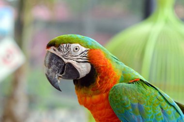 Scarlet macaws (Ara macao)