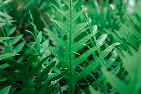 Arkaplan veya resim arkaplan tasarımı için yeşil yaprak dokusu kullanımı — Stok fotoğraf