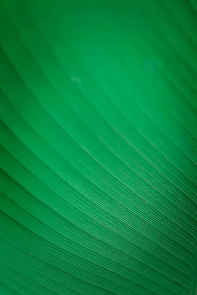 Uso della texture foglia verde primo piano per il disegno dello sfondo o dello sfondo immagine . — Foto Stock