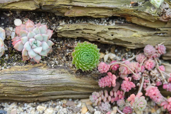 Close up tiny succulent on timber decorative in succulent garden — 스톡 사진