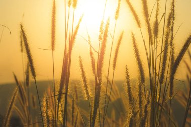 Arka planda günbatımı olan çimen çiçeği. Doğal konseptin dışında.