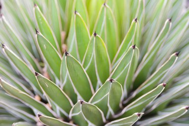 Kraliçe Victoria Century Agave Fabrikası 'nın yapraklarını örtüyor. arkaplan ve doku