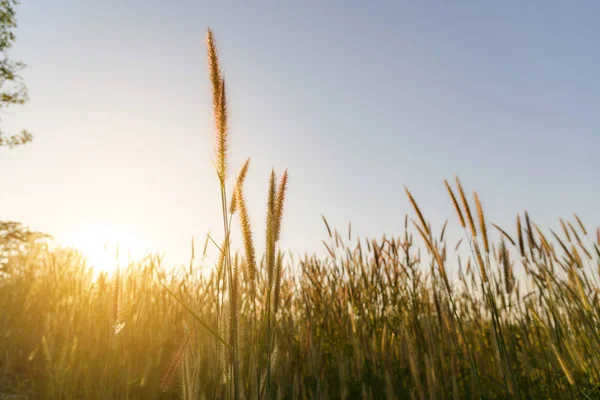 Nahaufnahme Grasblume mit Sonnenuntergang auf dem Hintergrund. Outdoor im natürlichen Konzept — Stockfoto