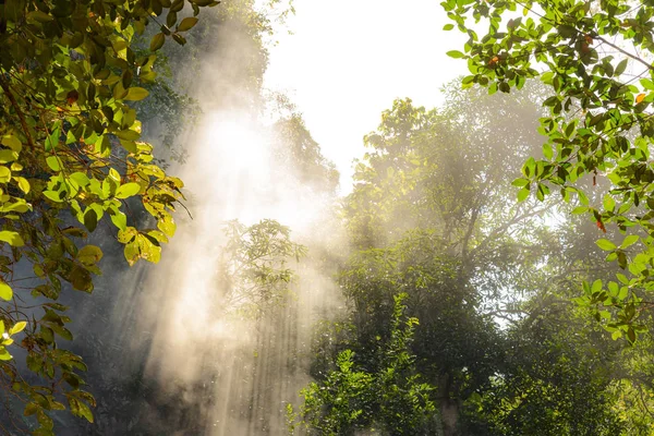 Sonnenstrahlen durchbrechen den Nebel mit Blättern im Vordergrund im Wald. Hintergrundkonzept Natur — Stockfoto