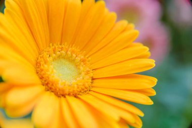 Bahçede bulanık arka planı olan güzel sarı çiçek. Boşluğu kopyala