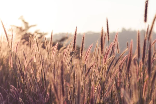 Zblízka tráva květina s západem slunce na pozadí. Venkovní v přirozeném pojetí — Stock fotografie