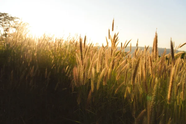 Grasblume oder Pennisetum mit Sonnenuntergang im Hintergrund. Outdoor im natürlichen Konzept — Stockfoto