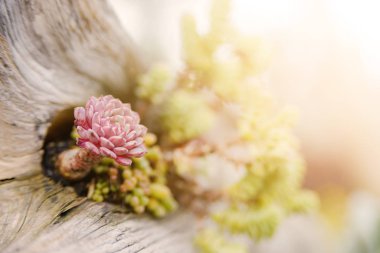 Sulu bahçedeki ahşap süsleme üzerine küçük sulu bir kaplama.