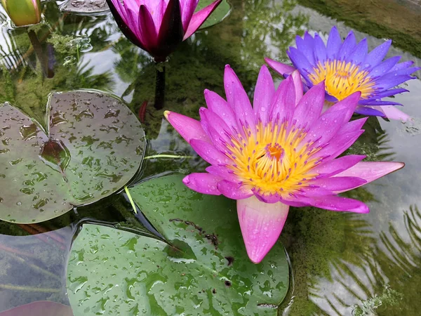 Vue Dessus Belle Fleur Lotus Fleur Nénuphar Feuille Verte — Photo