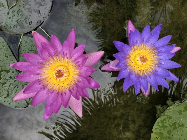 Top View Beautiful Lotus Flower Waterlily Blooming Green Leaf — Stock Photo, Image