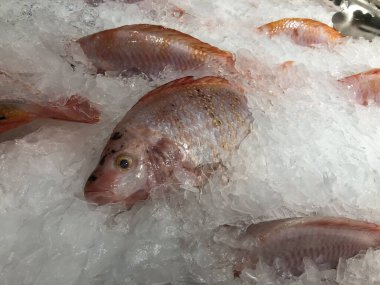 Donmuş kırmızı tilapia balığı süpermarkette buzda satılıyor. Bir avuç taze çiğ balık.