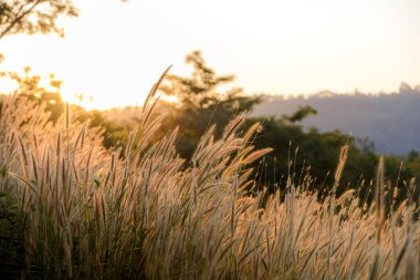 Çimen çiçeği ya da arka planda günbatımı olan pennisetum. Doğal konseptin dışında.