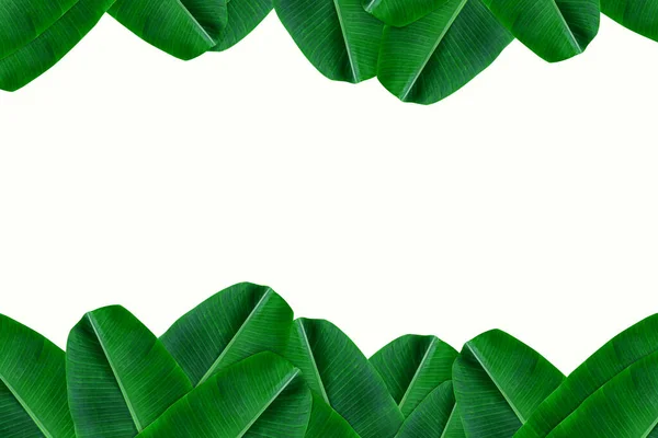 Rahmen Aus Grünem Bananenblatt Auf Weißem Hintergrund Leerzeichen Für Kopiertext — Stockfoto
