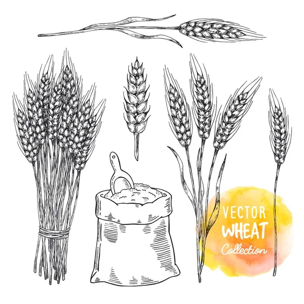 Dibujo dibujado a mano ilustración de trigo. Concepto del tema de la agricultura, productos de cereales, patrón de panadería, alimentos saludables . — Vector de stock