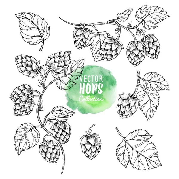 Skisser av hop växt. Humle vektor set. Humulus lupulus illustration för packning, mönster, öl illustration. — Stock vektor