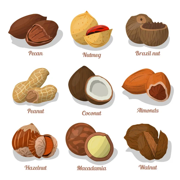 Ореховая пища из кешью и бразиля, фундука и миндаля, грецкого ореха, мускатного ореха и пекана, арахиса и макадамии. Кокос . — стоковый вектор