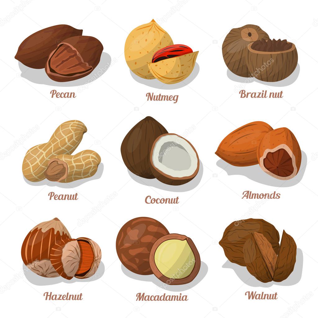 Nut food of cashew and brazil, hazelnut and almonds, walnut, nutmeg and pecan, peanut and macadamia. Coconut.