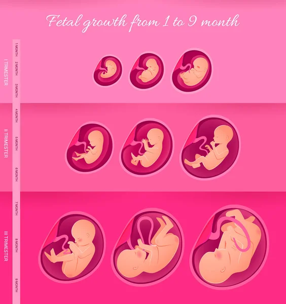 배아는 인구 통계학적으로 발달 합니다. 임신, 태아 발육. — 스톡 벡터