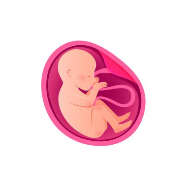 Embriyo Geliştirme simgesi izole edildi. Hamilelik, fetüs gelişimi.. 