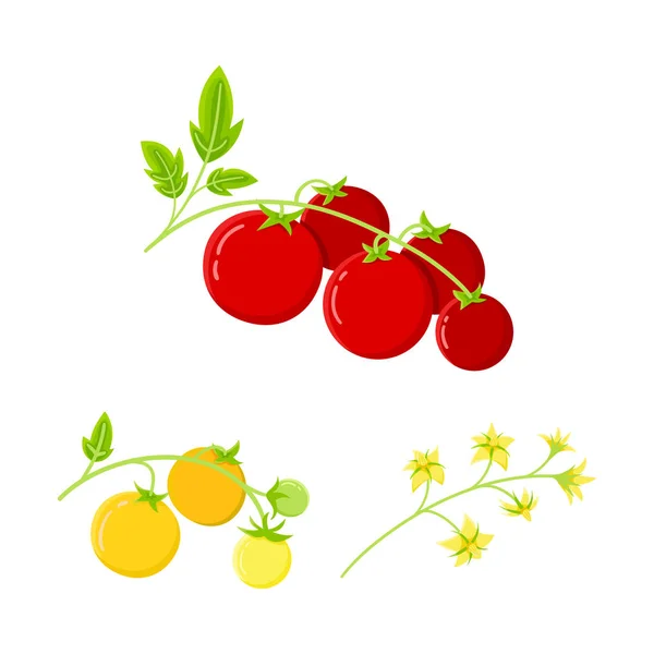 Conjunto de tomate: flor no ramo, frutos vermelhos e amarelos maduros, ilustração vetorial plana . — Vetor de Stock
