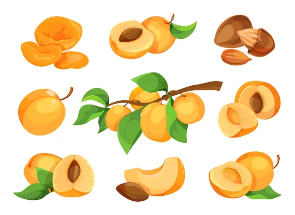 Aprikos vektor ikon set. Färska aprikos ikoner, isolerade på vit bakgrund. Egenskaper för märkning. — Stock vektor