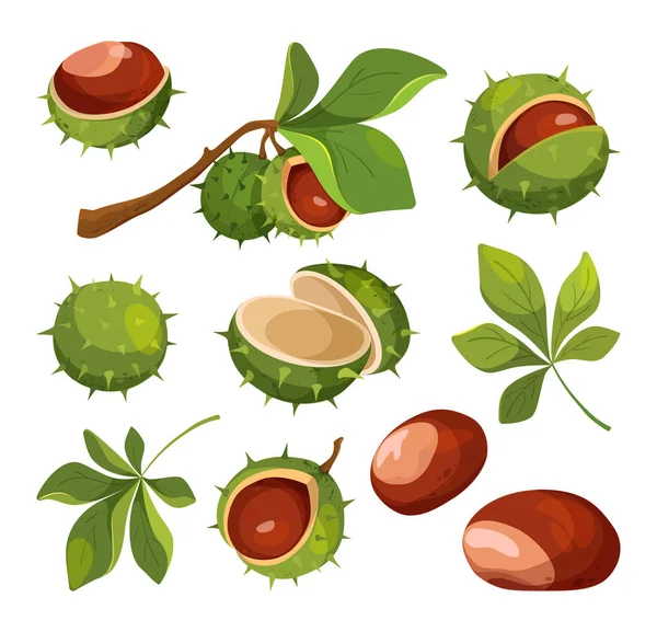 Set de castane de desene animate, frunze și coji, ilustrație vectorială . — Vector de stoc