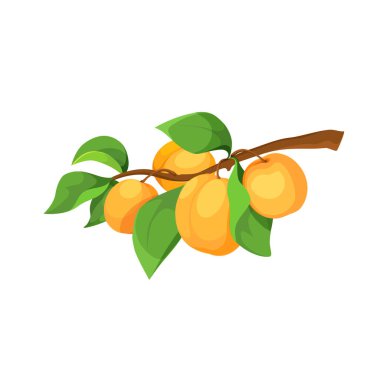 Ripe apricots on a branch vector icon. 