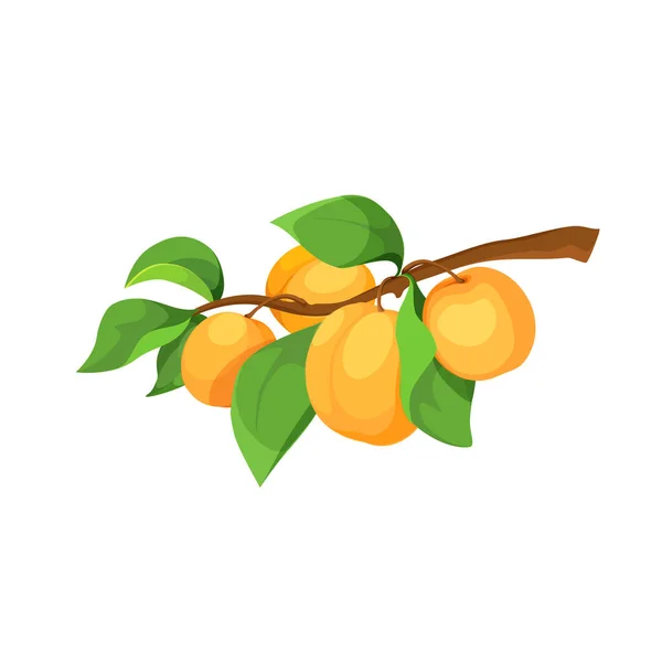 Ripe apricots on a branch vector icon. — Stockvector