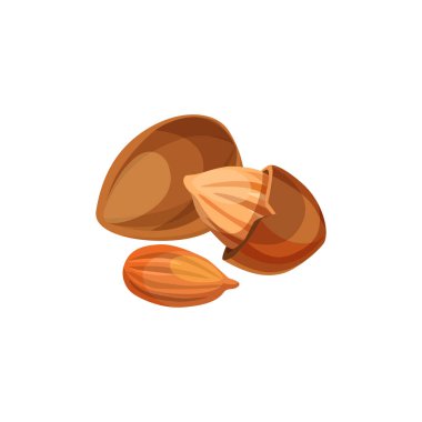 Apricot kernels vector icon. 