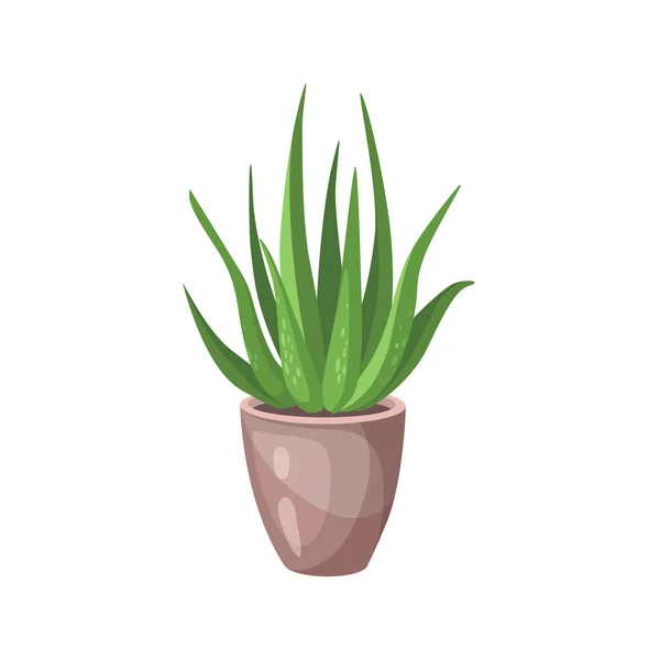 Aloe Vera bush in a pot, green aloe plant leaves and stems isolated on white background, vector illustration. — Wektor stockowy