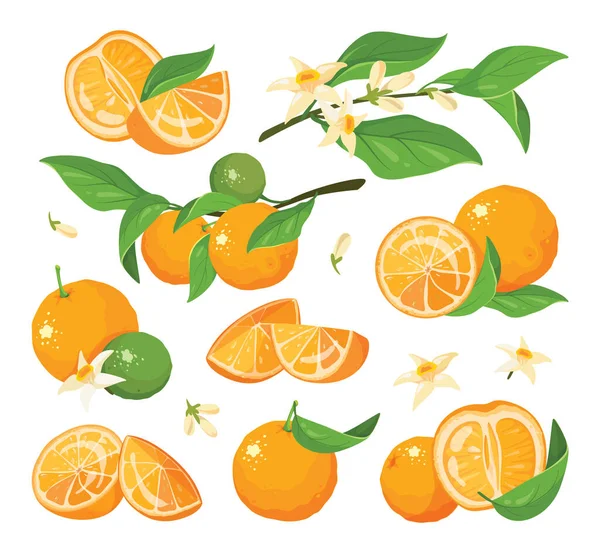 감귤류의 다채 로운 과일 세트 벡터 삽화. — 스톡 벡터