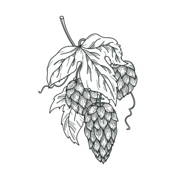 Sıçrama bitkisinin eskizi, yapraklı atlama dalı ve oyma tarzında zıplama konileri. Hops 