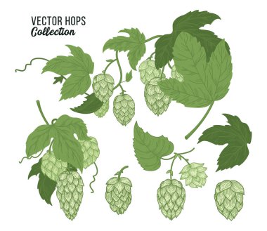Hops vektörü izole bileşimi ayarladı. Sekme bitkisinin renkli çizimi.