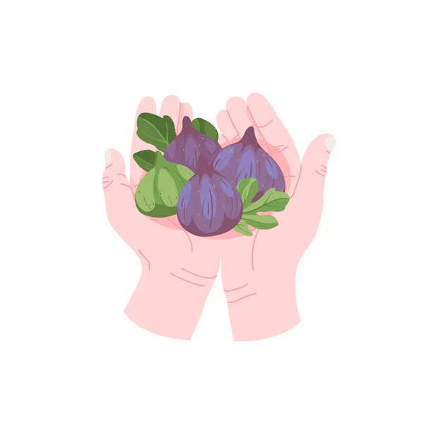 Händer som håller flera tropiska frukter, mogna fikon i händerna vektor ikon i tecknad stil. — Stock vektor